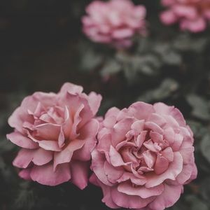 Meet your Posher, Sophie